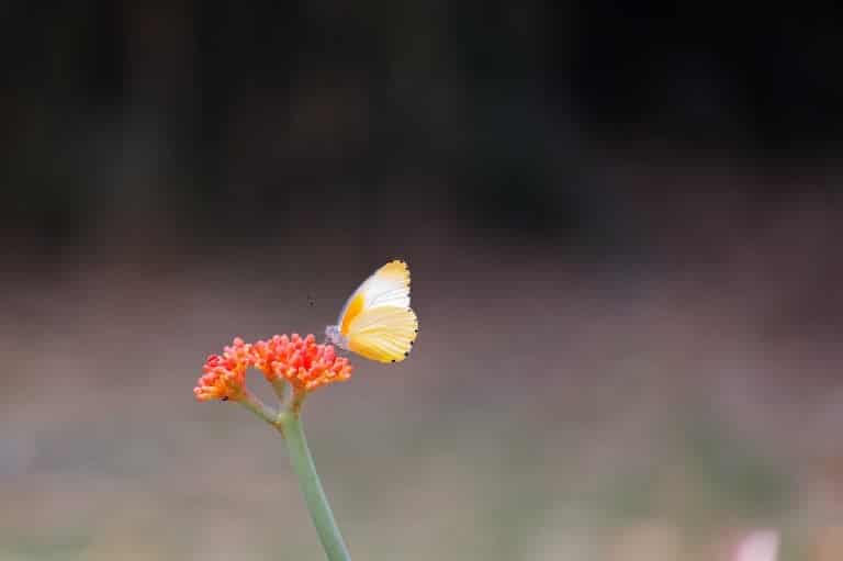Free stock photo of colourful flowers, flowers, garden