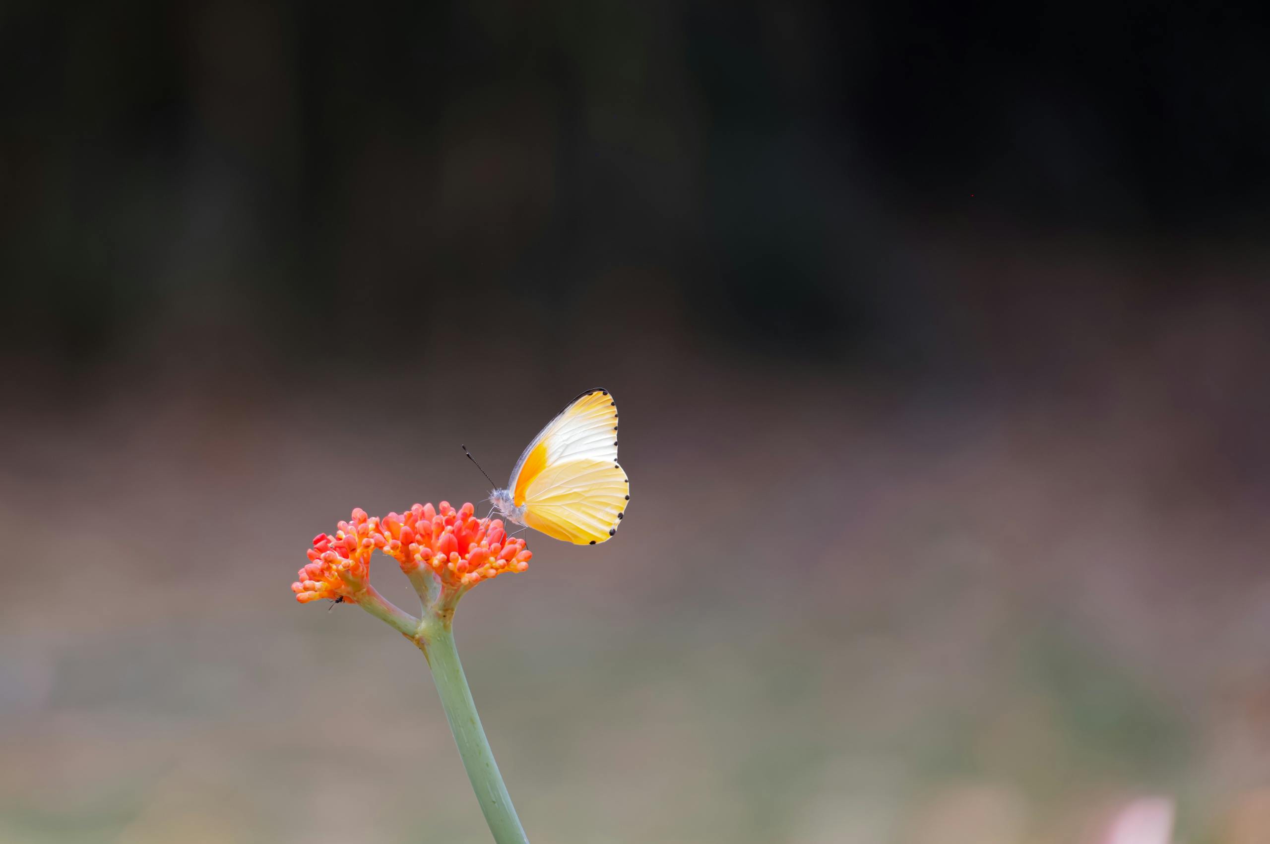 Free stock photo of colourful flowers, flowers, garden