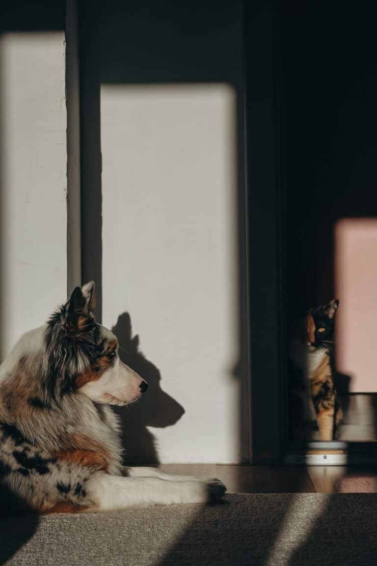 Dog and cat resting at home showing secondhand smoke pets risk